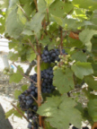 Rote Traube am Weinstock